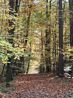 Wald weg im Herbst